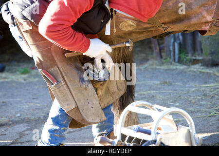 Un buon esempio di una occupazione rurale, un maniscalco al lavoro shoding un cavallo. Foto Stock