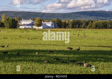 Creamer Campo dell'uccello migratore rifugio, Fairbanks, Alaska, STATI UNITI D'AMERICA Foto Stock