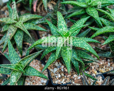 Close-up verde cactus sulla ghiaia in plastica nera pentole. Foto Stock