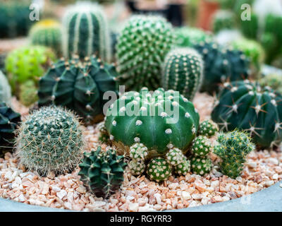 Molte specie di cactus verde piante in vaso di calcestruzzo. Foto Stock