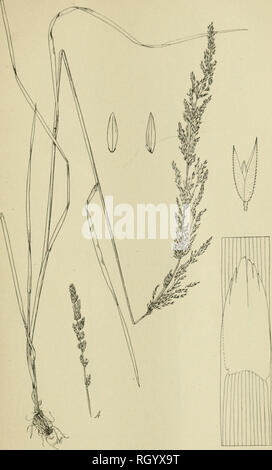 . Bollettino. 1901-13. Agricoltura; l'agricoltura. Bui 68, Burpaii nf Pl.iiit liuliistry, U S D. |)t n ( a^jnculturo, plati xxm.. Agrostis exarata Trin. Si prega di notare che queste immagini vengono estratte dalla pagina sottoposta a scansione di immagini che possono essere state migliorate digitalmente per la leggibilità - Colorazione e aspetto di queste illustrazioni potrebbero non perfettamente assomigliano al lavoro originale. Stati Uniti. Ufficio di presidenza dell'impiantistica industriale, suoli, e ingegneria agricola. Washington Govt. Stampa. Spento Foto Stock