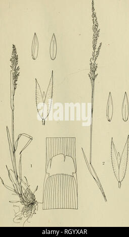 . Bollettino. 1901-13. Agricoltura; l'agricoltura. Bui. 68. Ufficio di presidenza di impianti industriali. U. S. Dcpt ..( Agriculturr Platl XXI.. Fig. 1.-Agrostis exarata Trin. (ALASKA). Fig. 2.-Agrostis asperifolia Trin. Si prega di notare che queste immagini vengono estratte dalla pagina sottoposta a scansione di immagini che possono essere state migliorate digitalmente per la leggibilità - Colorazione e aspetto di queste illustrazioni potrebbero non perfettamente assomigliano al lavoro originale. Stati Uniti. Ufficio di presidenza dell'impiantistica industriale, suoli, e ingegneria agricola. Washington Govt. Stampa. Spento Foto Stock