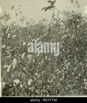 . Bollettino. 1901-13. Agricoltura; l'agricoltura. Bui. 62, Buioau di impianti industriali. U. S. Dopt. dell'agricoltura. Piastra VI. W. PiQ  1.-campo di Mit Afifi cotone prima di raccogliere. Si prega di notare che queste immagini vengono estratte dalla pagina sottoposta a scansione di immagini che possono essere state migliorate digitalmente per la leggibilità - Colorazione e aspetto di queste illustrazioni potrebbero non perfettamente assomigliano al lavoro originale. Stati Uniti. Ufficio di presidenza dell'impiantistica industriale, suoli, e ingegneria agricola. Washington Govt. Stampa. Spento Foto Stock