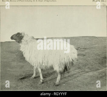 . Bollettino. 1901-13. Agricoltura; l'agricoltura. Bui. 62, Buronu dell'impiantistica industriale, U. S. Dopt. dell'agricoltura. Fig. 1.-Un Meraise ovini, il Migliore di Razza egiziana.. Si prega di notare che queste immagini vengono estratte dalla pagina sottoposta a scansione di immagini che possono essere state migliorate digitalmente per la leggibilità - Colorazione e aspetto di queste illustrazioni potrebbero non perfettamente assomigliano al lavoro originale. Stati Uniti. Ufficio di presidenza dell'impiantistica industriale, suoli, e ingegneria agricola. Washington Govt. Stampa. Spento Foto Stock