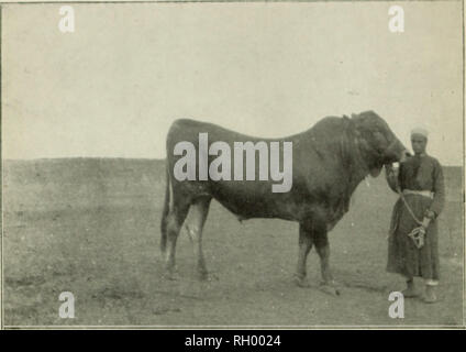 . Bollettino. 1901-13. Agricoltura; l'agricoltura. Bui. 62, Bufeiu dell'impiantistica industriale, U. S Dept dell'agricoltura. Piastra I.. Fig. 1.-Tipo egiziano di Boll.. Si prega di notare che queste immagini vengono estratte dalla pagina sottoposta a scansione di immagini che possono essere state migliorate digitalmente per la leggibilità - Colorazione e aspetto di queste illustrazioni potrebbero non perfettamente assomigliano al lavoro originale. Stati Uniti. Ufficio di presidenza dell'impiantistica industriale, suoli, e ingegneria agricola. Washington Govt. Stampa. Spento Foto Stock
