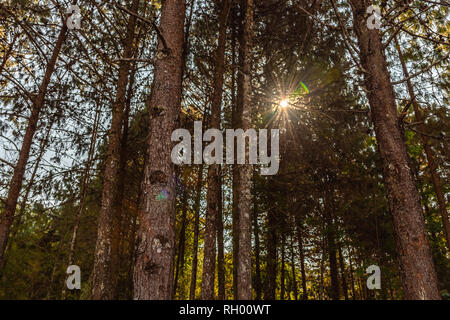 Raggi del sole attraverso gli alberi Foto Stock