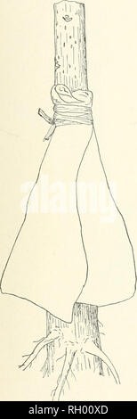 . Bollettino. 1901-13. Agricoltura; l'agricoltura. Bui 30, Buieau di impianto Industiy, U. S. Dept- di AGN. Si prega di notare che queste immagini vengono estratte dalla pagina sottoposta a scansione di immagini che possono essere state migliorate digitalmente per la leggibilità - Colorazione e aspetto di queste illustrazioni potrebbero non perfettamente assomigliano al lavoro originale. Stati Uniti. Ufficio di presidenza dell'impiantistica industriale, suoli, e ingegneria agricola. Washington Govt. Stampa. Spento Foto Stock