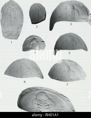 . Bollettino. Storia naturale; Natuurlijke historie. 18 Peabody Museum Bulletin 45. 8 La figura 3. Olenelltis spp. 1. Olenellus roddyi Resser e Howell, Kinzers Shale, York, Pennsylvania, [0123] YPM 72902, xl.4. 2-5. Olenellus clarki (Resser), Latham Shale, San Bernardino Co., California. 2. alla estremità superiore del vertice sul lavaggio op- posite lato della cresta a elevazione di 1551 m, 930 m SW vertice di primavera, 120 m W e 150 m n di angolo SE SEC 17, W lato dalla vecchia miniera di Providence, la Provvidenza Mtns., SE 1/4 sec 17, T 11 N, R 14 e, UCR 7002/4, xl.O. 3. E pendenza della collina 1440 in S fine di marmo Mtns., 834 ft E e 1999 f Foto Stock