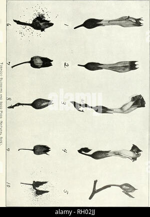 . Bollettino. 1901-13. Agricoltura; l'agricoltura. Bui. 22 Ufficio di presidenza di impianti industriali. U S Oept dell'agricoltura. Si prega di notare che queste immagini vengono estratte dalla pagina sottoposta a scansione di immagini che possono essere state migliorate digitalmente per la leggibilità - Colorazione e aspetto di queste illustrazioni potrebbero non perfettamente assomigliano al lavoro originale. Stati Uniti. Ufficio di presidenza dell'impiantistica industriale, suoli, e ingegneria agricola. Washington Govt. Stampa. Spento Foto Stock