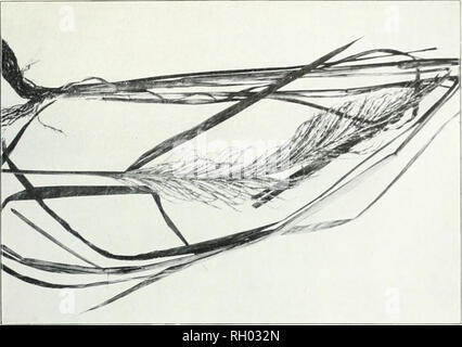 . Bollettino. 1901-13. Agricoltura; l'agricoltura. Bui. 33, l' Ufficio di presidenza di impiantistica industriale, U. S. Dipartimento di AGN. Si prega di notare che queste immagini vengono estratte dalla pagina sottoposta a scansione di immagini che possono essere state migliorate digitalmente per la leggibilità - Colorazione e aspetto di queste illustrazioni potrebbero non perfettamente assomigliano al lavoro originale. Stati Uniti. Ufficio di presidenza dell'impiantistica industriale, suoli, e ingegneria agricola. Washington Govt. Stampa. Spento Foto Stock
