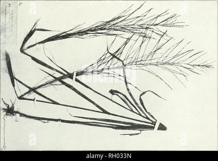 . Bollettino. 1901-13. Agricoltura; l'agricoltura. Bui. 33, l' Ufficio di presidenza di piante in.l . f Macchine per l'Agricol. Si prega di notare che queste immagini vengono estratte dalla pagina sottoposta a scansione di immagini che possono essere state migliorate digitalmente per la leggibilità - Colorazione e aspetto di queste illustrazioni potrebbero non perfettamente assomigliano al lavoro originale. Stati Uniti. Ufficio di presidenza dell'impiantistica industriale, suoli, e ingegneria agricola. Washington Govt. Stampa. Spento Foto Stock