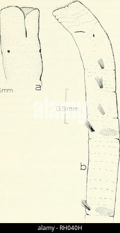 . Bollettino. Scienza e storia naturale; storia naturale. 36 HI III ll Sud della ACCADEMIA DELLE SCIENZE DELLA CALIFORNIA VOLUME 72 0,5 mm. Si prega di notare che queste immagini vengono estratte dalla pagina sottoposta a scansione di immagini che possono essere state migliorate digitalmente per la leggibilità - Colorazione e aspetto di queste illustrazioni potrebbero non perfettamente assomigliano al lavoro originale. Sud della Accademia delle Scienze della California. Los Angeles, in California : L'Accademia Foto Stock