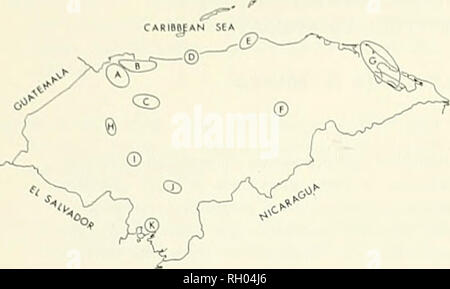 . Bollettino. Scienza e storia naturale; storia naturale. 140 bollettino Southern California ACCADEMIA DELLE SCIENZE OE VOLUME 71. La figura I. Distribuzione in Honduras di campioni di popolazione utilizzati in questo studio. Vedere il testo per la descrizione di campioni A-K. Una popolazione F (1 campione).-da una località nella valle del Rio Tinto, ad un'altitudine di circa 430 m nella pianura tropicale (foresta pluviale tropicale foresta umida formazione di Holdridge. 1962). Una popolazione G (3 esemplari).-Dalla località sulla costa di zanzara vicino al livello del mare nella pianura di pino (savana tropicale foresta umida formazione di tenere- ridge. 1962). Laborato Foto Stock