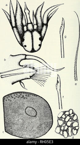 . Bollettino. Scienza e storia naturale; storia naturale. 78 Bollettino Southern California Academy of Sciences volume 74. Si prega di notare che queste immagini vengono estratte dalla pagina sottoposta a scansione di immagini che possono essere state migliorate digitalmente per la leggibilità - Colorazione e aspetto di queste illustrazioni potrebbero non perfettamente assomigliano al lavoro originale. Sud della Accademia delle Scienze della California. Los Angeles, in California : L'Accademia Foto Stock