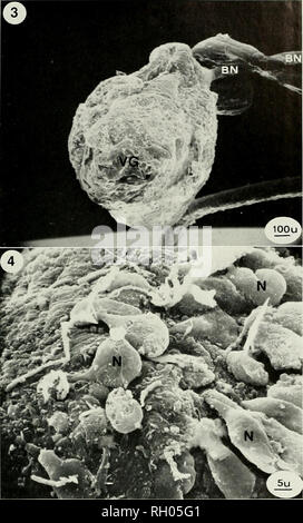 . Bollettino. Scienza e storia naturale; storia naturale. ]975 per effetto di 6-OH-DOPA SU Mytilus edulis 69. La figura J. scanning electron examinLilion microscopica del ganglio isceral (V'Ci). Il nervo brachiale (BN ) è mostrato provenienti dalla superficie entral di questo ganglio. La figura 4. Un gruppo di cellule nervose (Nl sulla superficie ventrale del ganglio viscerale. di teglie specifiche del sistema dopaminergico. Questo riconoscimenti può inoltre ha usato ekiciilate l'importanza fisiologica di DA nel regolamento laterali di centro per la microscopia elettronica del sud dell'attività ciliare. Illinois Foto Stock