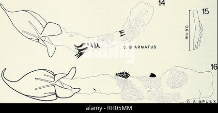 . Bollettino. Scienza e storia naturale; storia naturale. 54 Bollettino Southern California Academy of Sciences volume 74. Si prega di notare che queste immagini vengono estratte dalla pagina sottoposta a scansione di immagini che possono essere state migliorate digitalmente per la leggibilità - Colorazione e aspetto di queste illustrazioni potrebbero non perfettamente assomigliano al lavoro originale. Sud della Accademia delle Scienze della California. Los Angeles, in California : L'Accademia Foto Stock