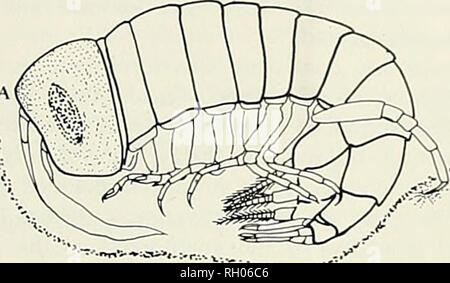 . Bollettino. Scienza e storia naturale; storia naturale. ]975 associazioni simbiotico di HYPERIID AMPHIPODS 13 spostando il loro peraeopods gnathopods e. Mentre alcuni di questi giovani hyperiids spostato il gnatho- pods intorno alla zona del loro apparato boccale, definita attività di alimentazione potrebbe non essere confermato. In due casi live, unpigmented novellame (meno di 1 mm) sono stati osservati muoversi all'interno dell'intestino canali dell'host. Sebbene piccoli crostacei di frequente sono mangiati da P. bachei, nessuno di questi amphipods sembrava essere interessata dalla azione digestiva dell'intestino. Nei due casi di cui sopra vi era n Foto Stock