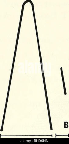 . Bollettino. Scienza e storia naturale; storia naturale. 128 SUD DELLA ACCADEMIA DELLE SCIENZE DELLA CALIFORNIA le 12- &gt;- TOP UPSWEEP ORIGINE. Impulso terminale inferiore della lunghezza DOWNSWEEP (S) Fig. 2. Schema dei parametri del chip utilizzato per l'analisi statistica in questo studio. L'impulso terminale è stata trovata a seguire il chip del San Jacinto popolazioni di Tamias merriami. Chiamate di entrambe le specie sono state registrate nelle aree di sympatry di Tamias obscurus e T. merriami. Chiamate registrate presso la Columbia sono da una popolazione di Tamias mer- riami la cui distribuzione è continuo con T. merriami e T. obscurus in Foto Stock