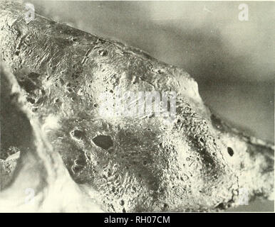 . Bollettino. Scienza e storia naturale; storia naturale. Fig. 4. Smilodon mascellare destro. Frecce "A" punto per i resti della radice canina che sono rimasti dopo avulsione di frattura. Le radici vengono visualizzati attraverso la cloaca allargata. La porzione superiore della mascella ha subito atrofia nonché la degenerazione da osteite, frecce "B" LACMHC 2001-417. Bar = 2 cm.. Fig. 5. A destra la mascella illustrante il reattivo di osso osteite cronica successiva di avulsione di frattura. Il grande di forma irregolare sono fori cloacae attraverso cui il pus è stata scaricata dall'interno del tessuto osseo. 2001-154 LACMHC.. Foto Stock