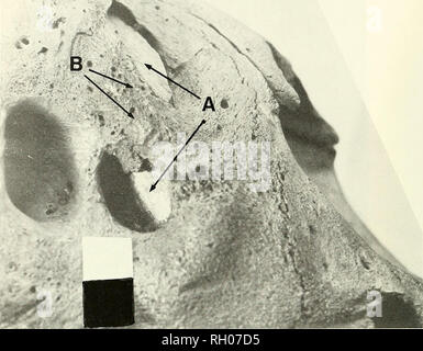 . Bollettino. Scienza e storia naturale; storia naturale. 90 sud della Accademia delle Scienze della California. Fig. 4. Smilodon mascellare destro. Frecce "A" punto per i resti della radice canina che sono rimasti dopo avulsione di frattura. Le radici vengono visualizzati attraverso la cloaca allargata. La porzione superiore della mascella ha subito atrofia nonché la degenerazione da osteite, frecce "B" LACMHC 2001-417. Bar = 2 cm.. Si prega di notare che queste immagini vengono estratte dalla pagina sottoposta a scansione di immagini che possono essere state migliorate digitalmente per la leggibilità - Colorazione e aspetto di queste illustrazioni potrebbero non perfe Foto Stock