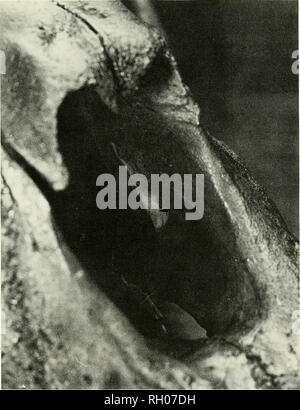 . Bollettino. Scienza e storia naturale; storia naturale. Canino avulsione di frattura 89. Fig. 3. La freccia è rivolta verso un sinistro fratturato radice saber spostato nella cavità nasale come una conseguenza di un avulsione frattura della corona e la parte di radice. Tale spostamento indica molto potente sollecitazione rotazionale sul dente. 2001-192 LACMHC. prede animali. La prova è in forma di quelle cicatrici che si verificano dopo la lesione ossea. Le lesioni ossee sono state esaminate nel cranio e torace di Smilodon. Una penetrazione del pregiudizio al cranio è già stato descritto (Miller 1980; Sher- mis, in press) e consiste di un w Foto Stock