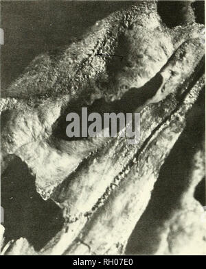 . Bollettino. Scienza e storia naturale; storia naturale. Sud della Accademia delle Scienze della California. Fig. 2. Freccia punti di osso alveolare cicatrice che ha completamente fuso dopo lunga perdita di diritto sciabola. La mascella ha subito una significativa degenerazione atrofica come risultato della perdita del dente. 2001-192 LACMHC. 3:2. È stato questo profondamente ancorato radice che ha contribuito alla forte uso di questo cane come un vero saber, riducendo così come un arma di puncturing. La saber, meglio descritto da Merriam e Stock (1932), è più diversamente il canino si trova in altri carnivori vivente. Piuttosto che di bein Foto Stock