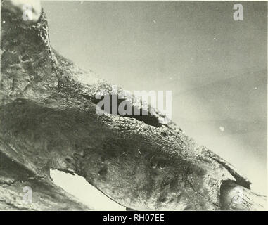 . Bollettino. Scienza e storia naturale; storia naturale. Canino avulsione di frattura 87. Fig. 1. Un brevetto presa alveolare indicando un sabre antemortem persa. Circostante tessuto alveolare mostra evidente riassorbimento osseo mentre i margini sono ristretti e rimaneggiata. 2001-154 LACMHC. cloacae. Questi sono condotti scavati attraverso l'osso corticale dal pus per il rilascio di pus che si è formata. Che queste caratteristiche sono infatti cloacae anziché pitwear focale è confermata dal in modo regolare i margini arrotondati, la diretta conseguen- quence dell'azione osteolitiche di pus. In tre delle sette artificiale del cranio, vicino a riassorbimento totale Foto Stock