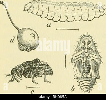 . Bollettino. Agricoltura -- Massachusetts periodici; fertilizzanti -- Analisi dei periodici. Fig. S. M;iy Beetle, Ldchnoxtenui funca. La frequente danijige al potiito er()[) risultante dalla ravnges- dell'wliite grub è una questione di conoscenza comune. Lachnosterna fnsca Friih. è stato trovato in diciotto gli stomaci, uno dei quali conteneva quattro di questi coleotteri. Macrodactf/lns sKb.^iiinosns Fab. e Enphoria inda Linn, Wei'e di frecjuent verificarsi nello stomaco. Elateridae forma vive per cento del totale del cibo. Questi •' fare clic su coleotteri " ])eing i genitori di filo-worm dovrebbe essere calcolato Foto Stock