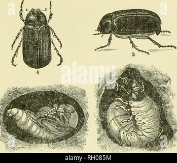 . Bollettino. Agricoltura -- Massachusetts periodici; fertilizzanti -- Analisi dei periodici. U). Fig. S. M;iy Beetle, Ldchnoxtenui funca. La frequente danijige al potiito er()[) risultante dalla ravnges- dell'wliite grub è una questione di conoscenza comune. Lachnosterna fnsca Friih. è stato trovato in diciotto gli stomaci, uno dei quali conteneva quattro di questi coleotteri. Macrodactf/lns sKb.^iiinosns Fab. e Enphoria inda Linn, Wei'e di frecjuent verificarsi nello stomaco. Elateridae forma vive per cento del totale del cibo. Questi •' fare clic su coleotteri " ])eing i genitori di filo-worm dovrebbe essere recko Foto Stock