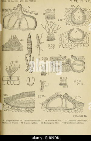 . Bollettino. Micologia; funghi; Botanica. . Si prega di notare che queste immagini vengono estratte dalla pagina sottoposta a scansione di immagini che possono essere state migliorate digitalmente per la leggibilità - Colorazione e aspetto di queste illustrazioni potrebbero non perfettamente assomigliano al lavoro originale. Socie?te? Mycologique de France. Epinal : Victor Collot Foto Stock