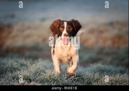 Springer spaniel acceso verso la telecamera Foto Stock