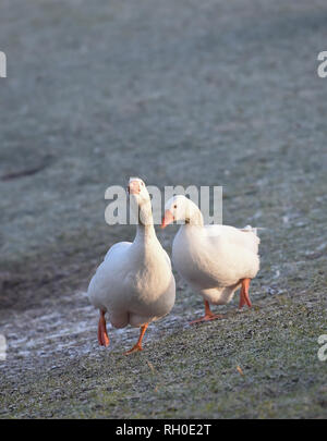 Brighton, Regno Unito. 31 gennaio, 2019. Regno Unito Meteo: Oche caccia di cibo in Queens Park Brighton su un pupazzo di neve e ghiaccio la mattina dopo la serata più freddi in Gran Bretagna con extra low temperature registrate in tutto il paese . La neve e il gelo sono previsioni per Rush Hour nel sud est più tardi oggi Credito: Simon Dack/Alamy Live News Foto Stock