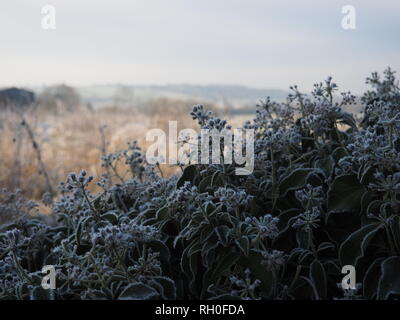 E gelido freddo mattino in Oxfordshire Foto Stock