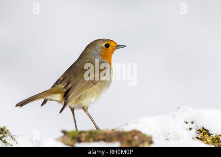 Blaenpennal, Aberystwyth, Wales, Regno Unito. Il 31 gennaio 2019. Un robin è rovistando in corrispondenza di una delle mie aree di alimentazione nella fresca nevicata nel Galles centrale. Credito: Phil Jones/Alamy Live News Foto Stock