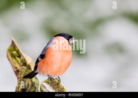 Blaenpennal, Aberystwyth, Wales, Regno Unito. Il 31 gennaio 2018. Bullfinch maschio rovistando nel mio giardino area di alimentazione in caduta di neve fresca. Credito: Phil Jones/Alamy Live News Foto Stock