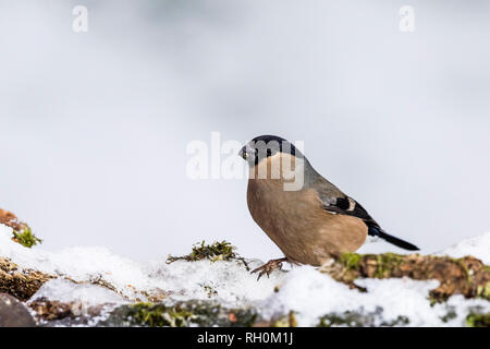 Blaenpennal, Aberystwyth, Wales, Regno Unito. Il 31 gennaio 2018. Bullfinch femmina rovistando nel mio giardino area di alimentazione in caduta di neve fresca. Credito: Phil Jones/Alamy Live News Foto Stock