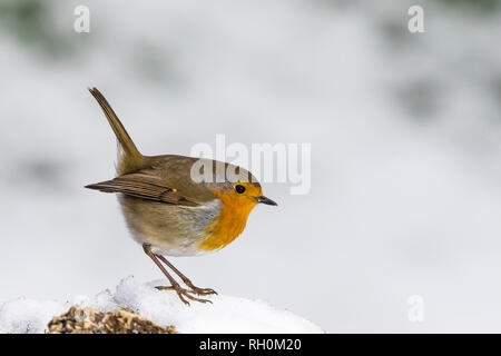Blaenpennal, Aberystwyth, Wales, Regno Unito. Il 31 gennaio 2019. Un robin è rovistando in corrispondenza di una delle mie aree di alimentazione nella fresca nevicata nel Galles centrale. Credito: Phil Jones/Alamy Live News Foto Stock