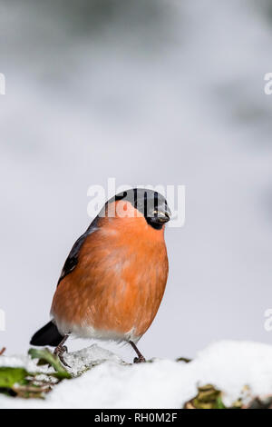 Blaenpennal, Aberystwyth, Wales, Regno Unito. Il 31 gennaio 2018. Bullfinch maschio rovistando nel mio giardino area di alimentazione in caduta di neve fresca. Credito: Phil Jones/Alamy Live News Foto Stock