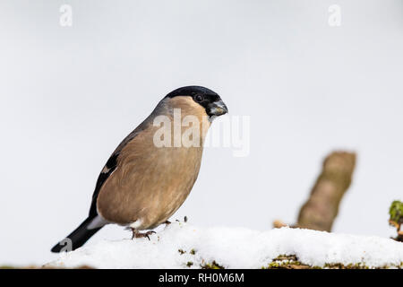 Blaenpennal, Aberystwyth, Wales, Regno Unito. Il 31 gennaio 2018. Bullfinch femmina rovistando nel mio giardino area di alimentazione in caduta di neve fresca. Credito: Phil Jones/Alamy Live News Foto Stock