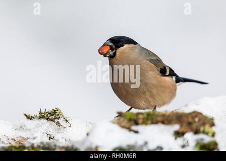 Blaenpennal, Aberystwyth, Wales, Regno Unito. Il 31 gennaio 2018. Bullfinch femmina rovistando nel mio giardino area di alimentazione in caduta di neve fresca. Credito: Phil Jones/Alamy Live News Foto Stock