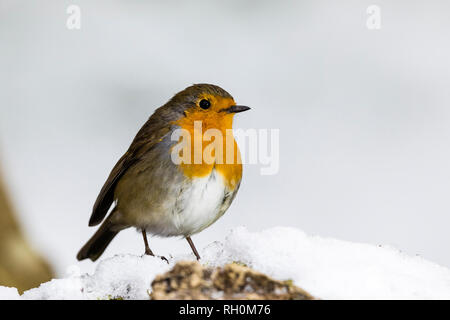 Blaenpennal, Aberystwyth, Wales, Regno Unito. Il 31 gennaio 2019. Un robin è rovistando in corrispondenza di una delle mie aree di alimentazione nella fresca nevicata nel Galles centrale. Credito: Phil Jones/Alamy Live News Foto Stock