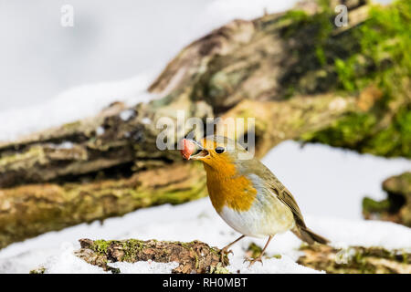 Blaenpennal, Aberystwyth, Wales, Regno Unito. Il 31 gennaio 2019. Un robin è rovistando in corrispondenza di una delle mie aree di alimentazione nella fresca nevicata nel Galles centrale. Credito: Phil Jones/Alamy Live News Foto Stock