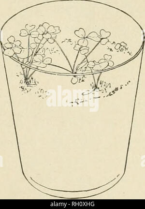 . Bollettino. L'agricoltura. Fig. 3.-l'erba medica seedlinjrs nel ricco suolo di giardino. (Oue-lialf dimensione naturale). Fig. 4. -Germogli di erba medica nella miscela di torba. (Uno-mezza dimensione naturale.) illustrata nelle figure 5 e G, da fotografie scattate in novembre 22, 1909, dopo che le foglie erano diminuiti. Il giardino-suolo pot conteneva solo poche radici vaganti e i gambi sottili erano solo 2 pollici alta. La pentola contenente terreno di mirtillo americano è stato riempito con una massa densa di radici, e anche se la pianta non era stata rinvasata quando è necessario repotting, il gambo più grande è stato nondimeno 11 pollici di lunghezza e il peso di quella parte del Foto Stock