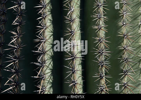 Una vista ravvicinata di cactus spine che si formano al di fuori del locale di vegetazione nel deserto. Foto Stock