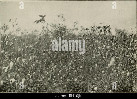 . Bollettino. L'agricoltura. Bui. 62, l' Ufficio di presidenza di impiantistica industriale, U. S. Dipartimento di Agricoltura. Piastra VI.. Fig. 1.-campo di mix di cotone Afifi prima di raccogliere. Si prega di notare che queste immagini vengono estratte dalla pagina sottoposta a scansione di immagini che possono essere state migliorate digitalmente per la leggibilità - Colorazione e aspetto di queste illustrazioni potrebbero non perfettamente assomigliano al lavoro originale. Stati Uniti. Ufficio di presidenza di impianti industriali. Washington : G. P. O. Foto Stock