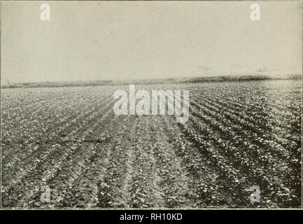 . Bollettino. L'agricoltura. Bui. 62, l' Ufficio di presidenza di impiantistica industriale, U. S. Dipartimento di Agricoltura. Piastra V.. Fig. 1.-Campo di cotone mostrato nella piastra IV il 6 maggio.. Si prega di notare che queste immagini vengono estratte dalla pagina sottoposta a scansione di immagini che possono essere state migliorate digitalmente per la leggibilità - Colorazione e aspetto di queste illustrazioni potrebbero non perfettamente assomigliano al lavoro originale. Stati Uniti. Ufficio di presidenza di impianti industriali. Washington : G. P. O. Foto Stock
