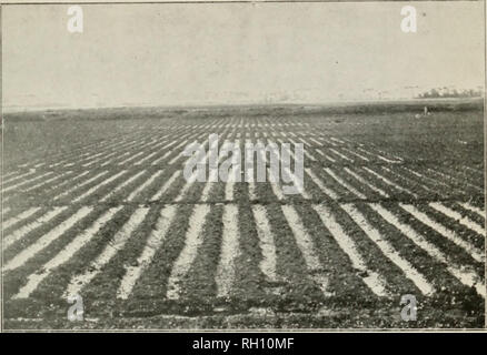 . Bollettino. L'agricoltura. Bui. 62, l' Ufficio di presidenza di impiantistica industriale, U. S. Dipartimento di Agricoltura. Piastra IV.. Fig. 1.-Campo di cotone prima ricezione di irrigazione in aprile, circa trentacinque giorni dopo la semina. Si prega di notare che queste immagini vengono estratte dalla pagina sottoposta a scansione di immagini che possono essere state migliorate digitalmente per la leggibilità - Colorazione e aspetto di queste illustrazioni potrebbero non perfettamente assomigliano al lavoro originale. Stati Uniti. Ufficio di presidenza di impianti industriali. Washington : G. P. O. Foto Stock