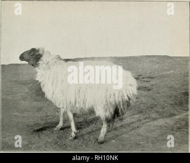 . Bollettino. L'agricoltura. Bui. 62, l' Ufficio di presidenza di impianto Indust^, U. S. Dipartimento di Agricoltura. Piastra III.. Fig. 1.-Un Meraise ovini, il Migliore di Razza egiziana.. Si prega di notare che queste immagini vengono estratte dalla pagina sottoposta a scansione di immagini che possono essere state migliorate digitalmente per la leggibilità - Colorazione e aspetto di queste illustrazioni potrebbero non perfettamente assomigliano al lavoro originale. Stati Uniti. Ufficio di presidenza di impianti industriali. Washington : G. P. O. Foto Stock