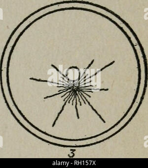 . Bollettino. Geologia -- Connecticut; Animali -- Connecticut; piante -- Connecticut. . Si prega di notare che queste immagini vengono estratte dalla pagina sottoposta a scansione di immagini che possono essere state migliorate digitalmente per la leggibilità - Colorazione e aspetto di queste illustrazioni potrebbero non perfettamente assomigliano al lavoro originale. Membro geologiche e di Storia Naturale Sondaggio del Connecticut. [Hartford] : il sondaggio Foto Stock