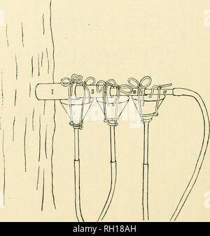 . Bollettino. Agricoltura -- New Hampshire. 12 numero 10 era situato a circa quattro aste dal numero 8, sullo stesso lato della strada ed era circa la stessa dimensione e forma. Essa è stata tappata dalla perforazione di un foro con un cinque ottavi di pollice alla bit per la profondità di un pollice e continuarlo tre pollici dal più profondo il successivo utilizzo di un half-inch, a tre ottavi di pollice,. Fig. 2. Il metodo di raccolta di SAP. e un quarto bit iuch. Quattro diverse sezioni del foro sono state così formato e in ogni sezione è stato azionato un tubo di diametro corrispondente. Questi tubi inseriti uno dentro l'altro, che si estende al di fuori della struttura ad albero per Foto Stock